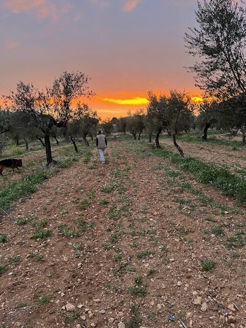 Atardecer en un campo de olivos con una persona caminando entre los árboles.
